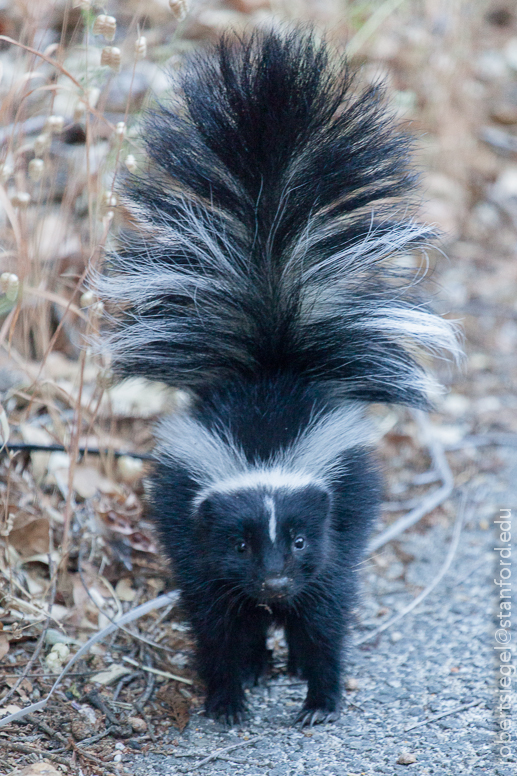 skunk